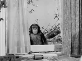 My Son, the Chimp