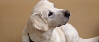 Riley the Dog