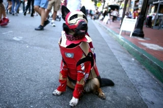 Merly TheCosplayDog