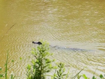 Gator Bait