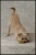 Jimmy the Dog