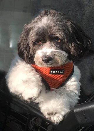 Tazzie
