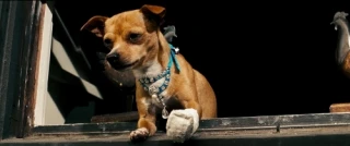 Chester the Chihuahua