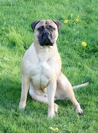 Nova