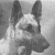 Ace the Wonder Dog