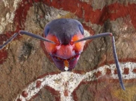 Aliens and Insects