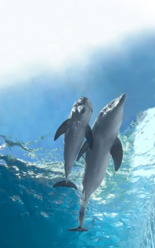 Winter The Dolphin