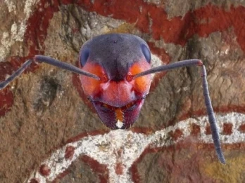 Aliens and Insects